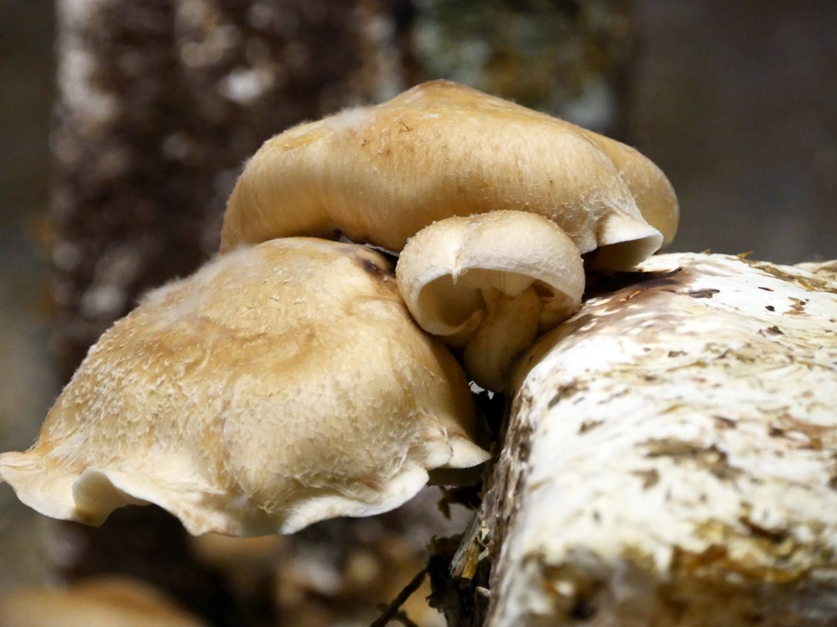 Crécy-sur-Serre - Des champignons bio dans l'aisne : une petite pépite  économique au cœur de la Serre