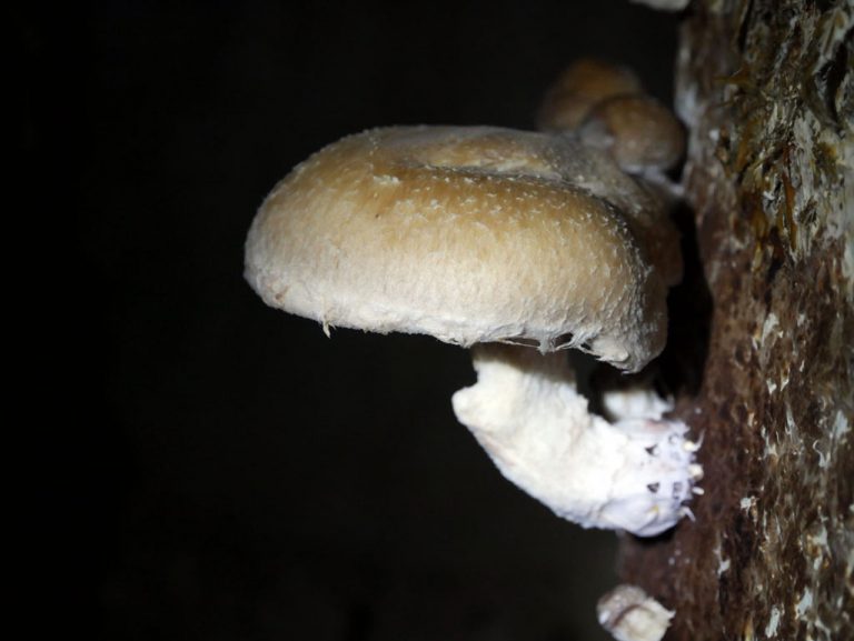 Vente achat de shiitakes bio | A la Carrière du Bienheureux