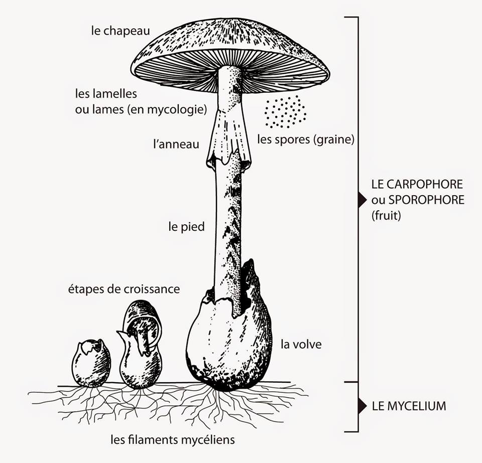 Cycle de croissance et morphologie du champignon