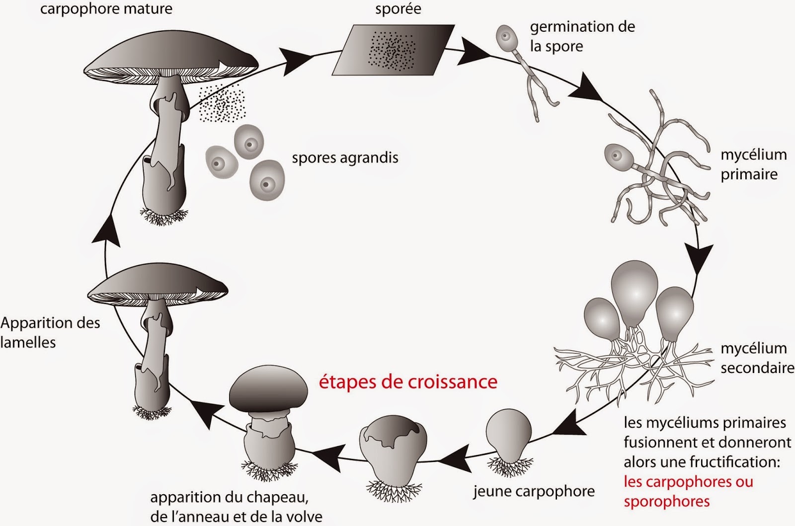 cycle culture champignon